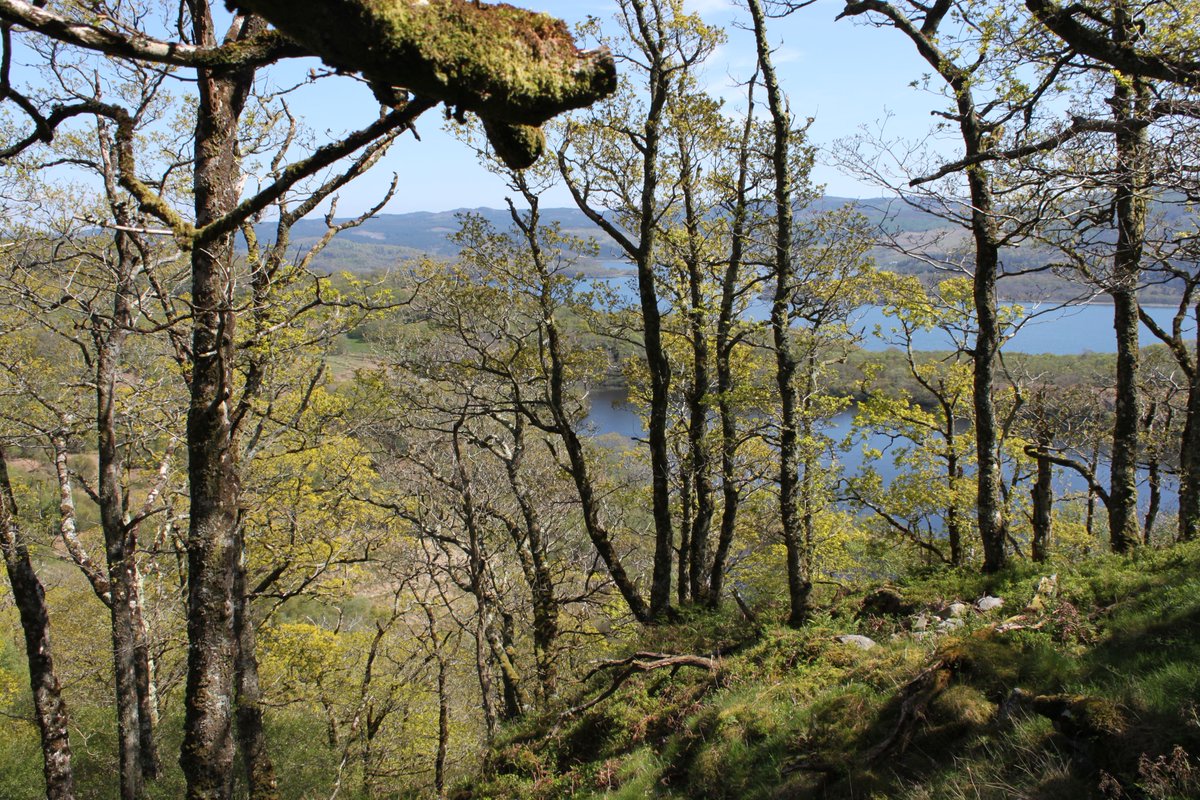 TheBotanics's tweet photo. Our leading conservation scientists are joining forces on ground-breaking research to protect habitats around the world.
🌱
Get ready for #COP15 and get to know the early aspirations of the key researchers!
🍃
In partnership with @scotgov and @nature_scot.
https://t.co/aw6UmgC0AR https://t.co/od4zaRTSKK