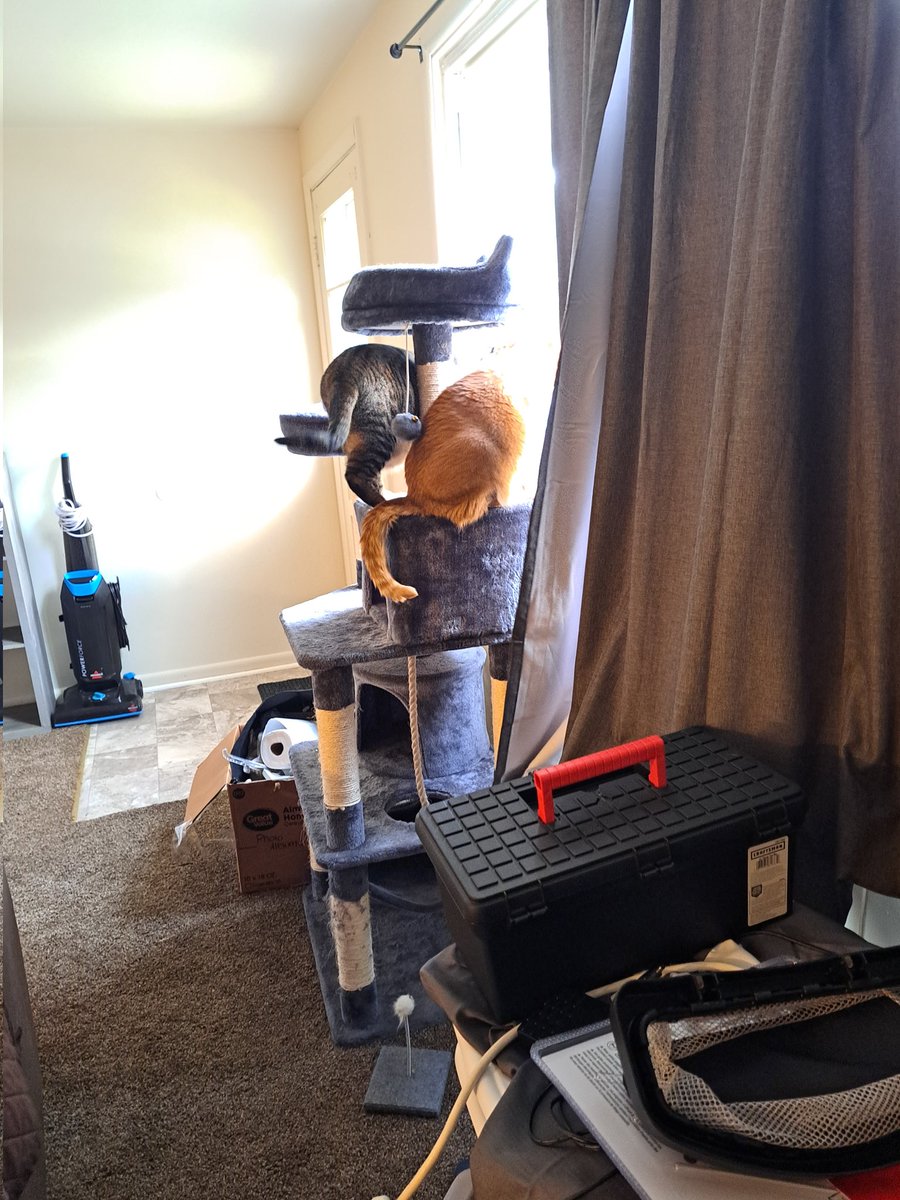 Cat Tv Setup Cat Tv Setup