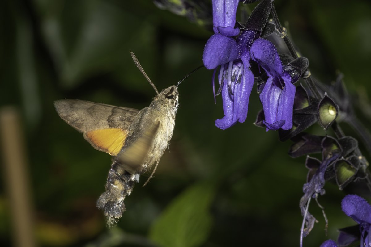 i_ijoseph's tweet photo. Had some company this morning whilst clearing the moth trap! https://t.co/h6m6Gsrlg9