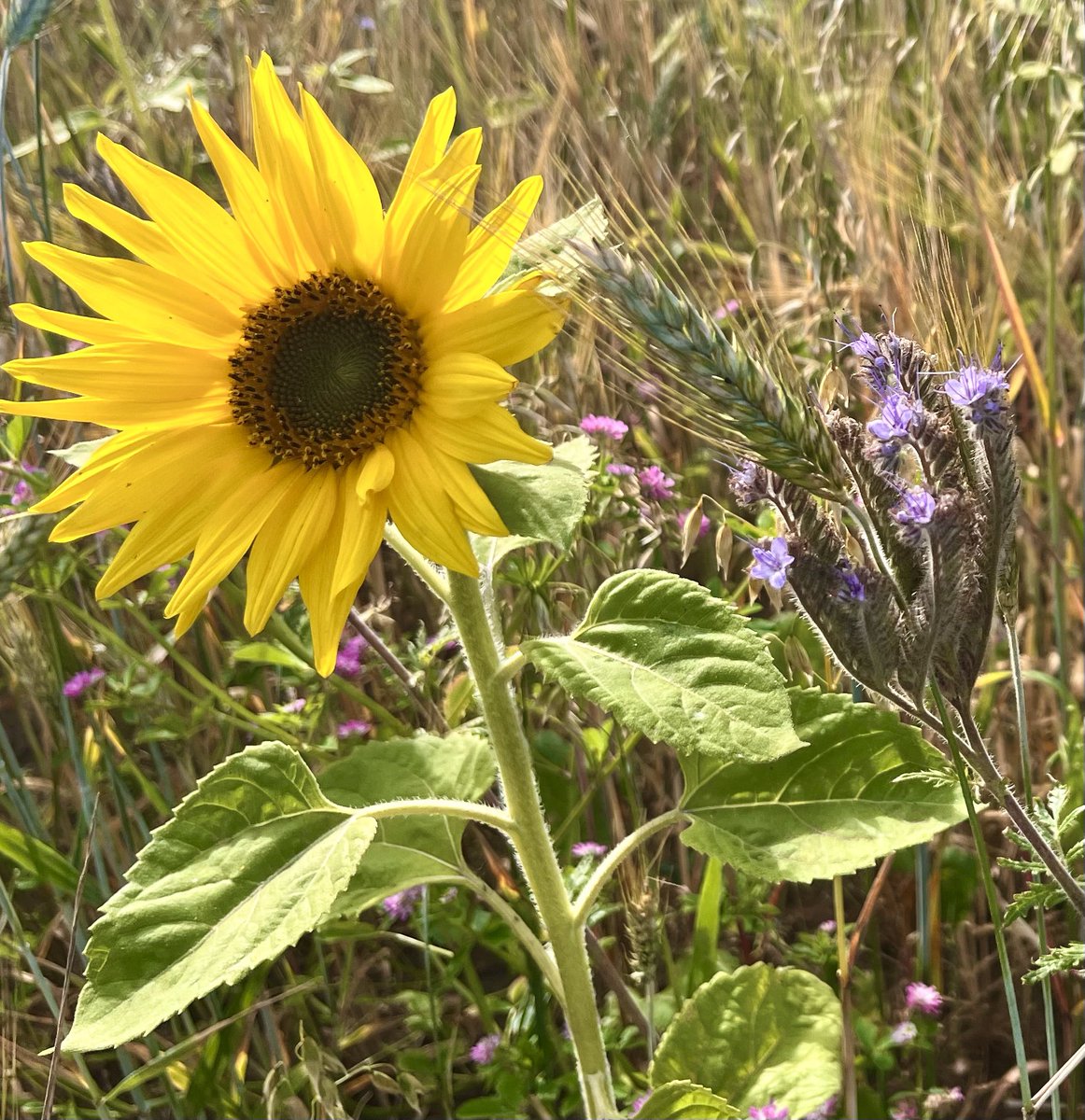 ShotsBug's tweet photo. @StormHour @RMetS @RainViewer Sunflowers in yesterdays afternoon sunshine #stormhour https://t.co/ZRt8raJDto