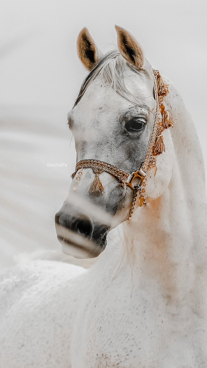 BandarKAlfaisal's tweet photo. الفائزون بدعوة الحضور لـ #كأس_الملك_فيصل في مبادرة #الخيل_بعدستك
 
@ahmademt6699
@Ro7Raf7a
@sshammeri
@shosho421 https://t.co/aPYitHHQzO
