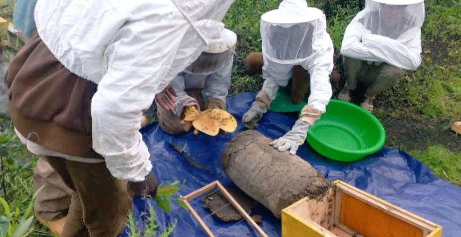 KyKebero's tweet photo. To produce sought after Erica honey, valuable Erica groves receive protection, bringing additional value for #Afroalpine conservation. Busy bees = healthy #Ethiopianwolves https://t.co/Q2b5mBf755