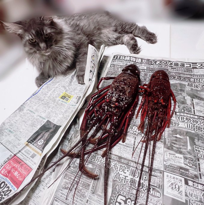 Twitterのコスプレ画像37