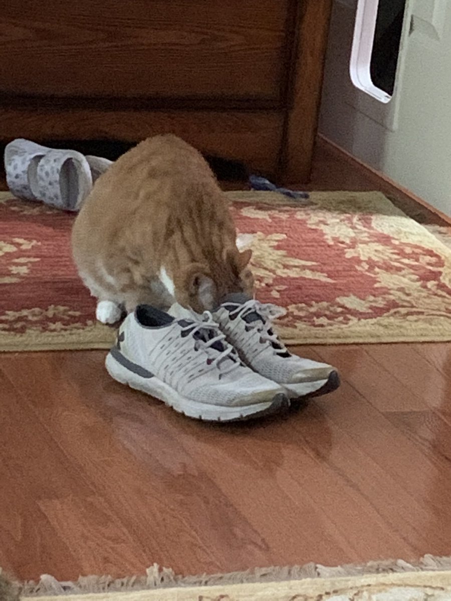 susangr144's tweet photo. Pals.... Im haz ä comfeshun...I haz a shêw fentish 🙀............. #CatsOfTwitter #Jacklikesshoes #cats #gingerjack https://t.co/5q5y7ivHIw