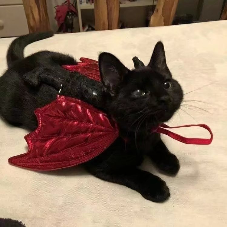 yufei_phoebe's tweet photo. cats i wanna have
🥺 https://t.co/WTVO8DRKOC