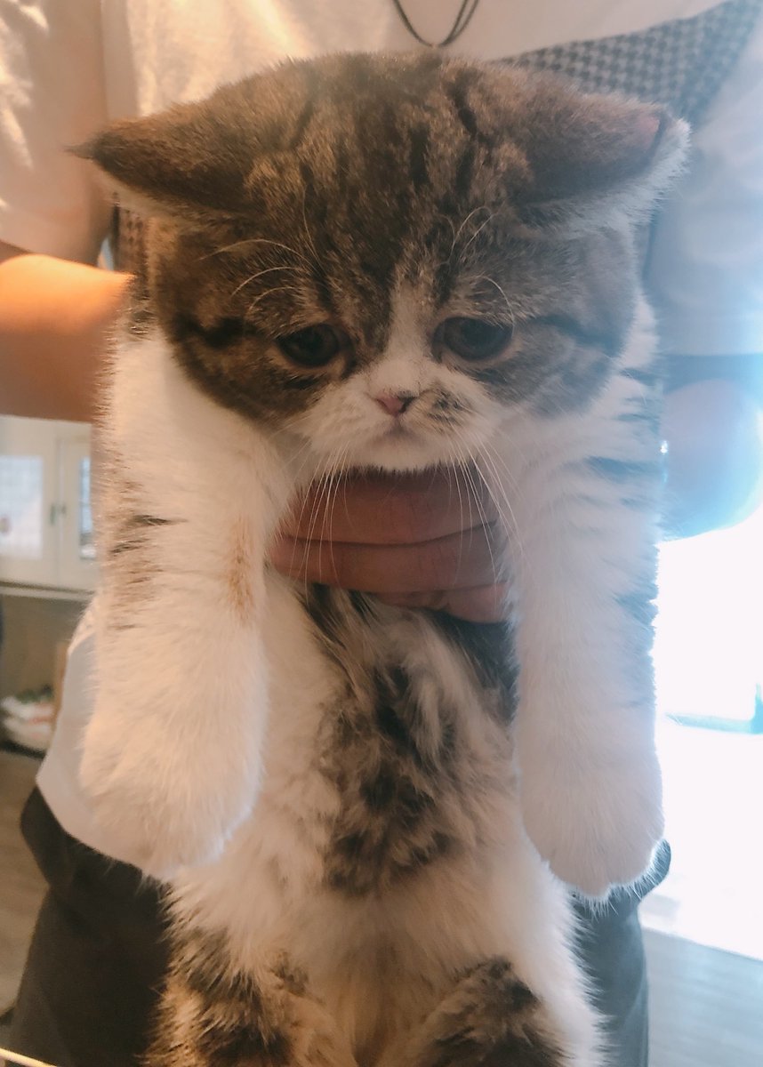 タグ エキゾチックショートヘア の注目ツイート メガとんトラック タグ エキゾチックショートヘア の注目ツイート メガとんトラック