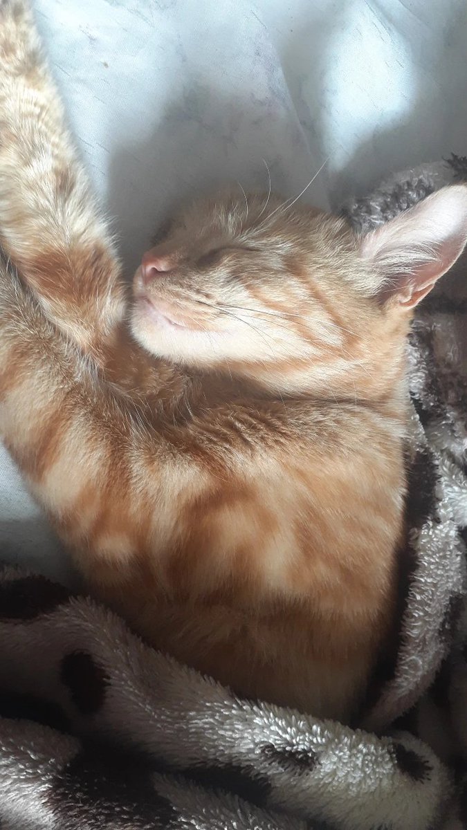 kittycry4's tweet image. ׅ۬ ˖ ࣪ meus nenens  ׅ۬ ˖ ࣪