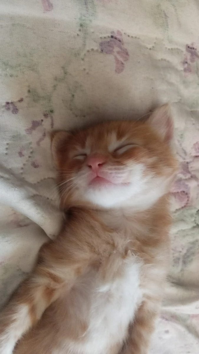 kittycry4's tweet image. ׅ۬ ˖ ࣪ meus nenens  ׅ۬ ˖ ࣪