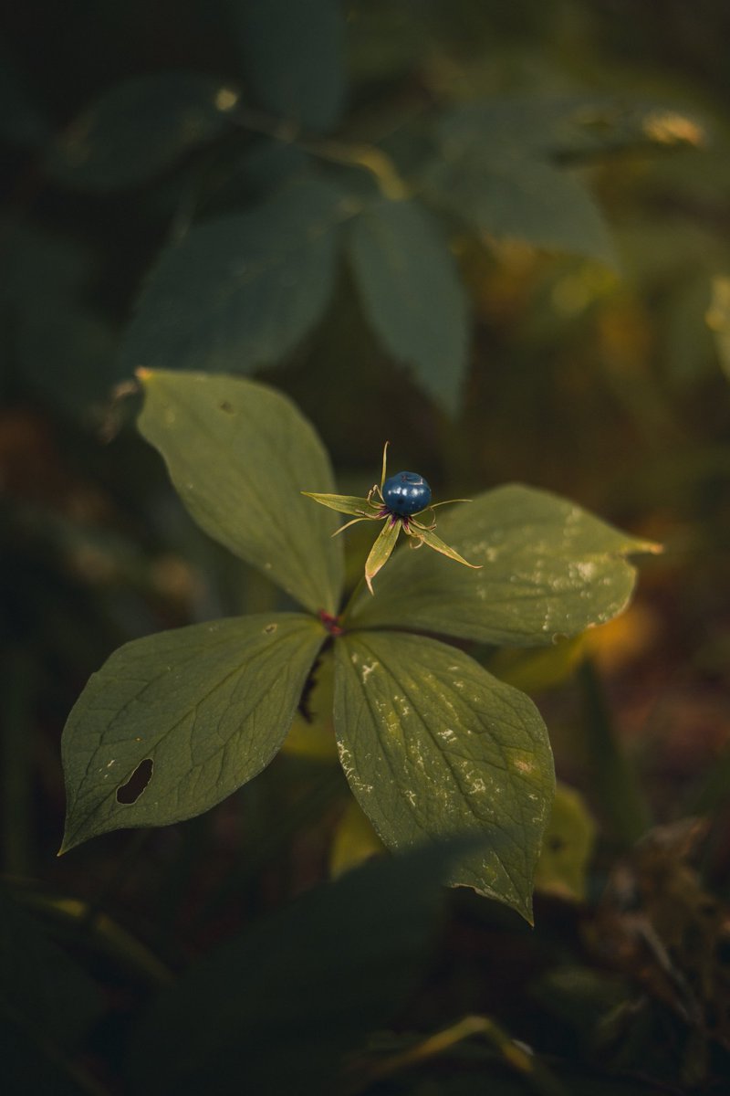 deadslowright's tweet photo. raven eye 🌿
#NaturePhotography 
#photography 
#forest 
#plants 
#canonr6 https://t.co/GtIWiUixRw