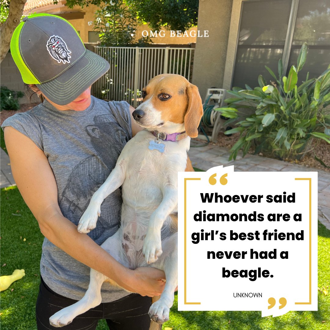 OMGBeagle's tweet photo. A dog is more valuable than diamonds. The love, loyalty, joy, and laughter that they bring into one's life cannot ever be replaced by it. ✨

Do you also own a beagle? Are they also your closest friends?😁💖

#OMGBeagle #beagle #beaglelove #mondaymood #quoteoftheda https://t.co/wB10mj2aEk