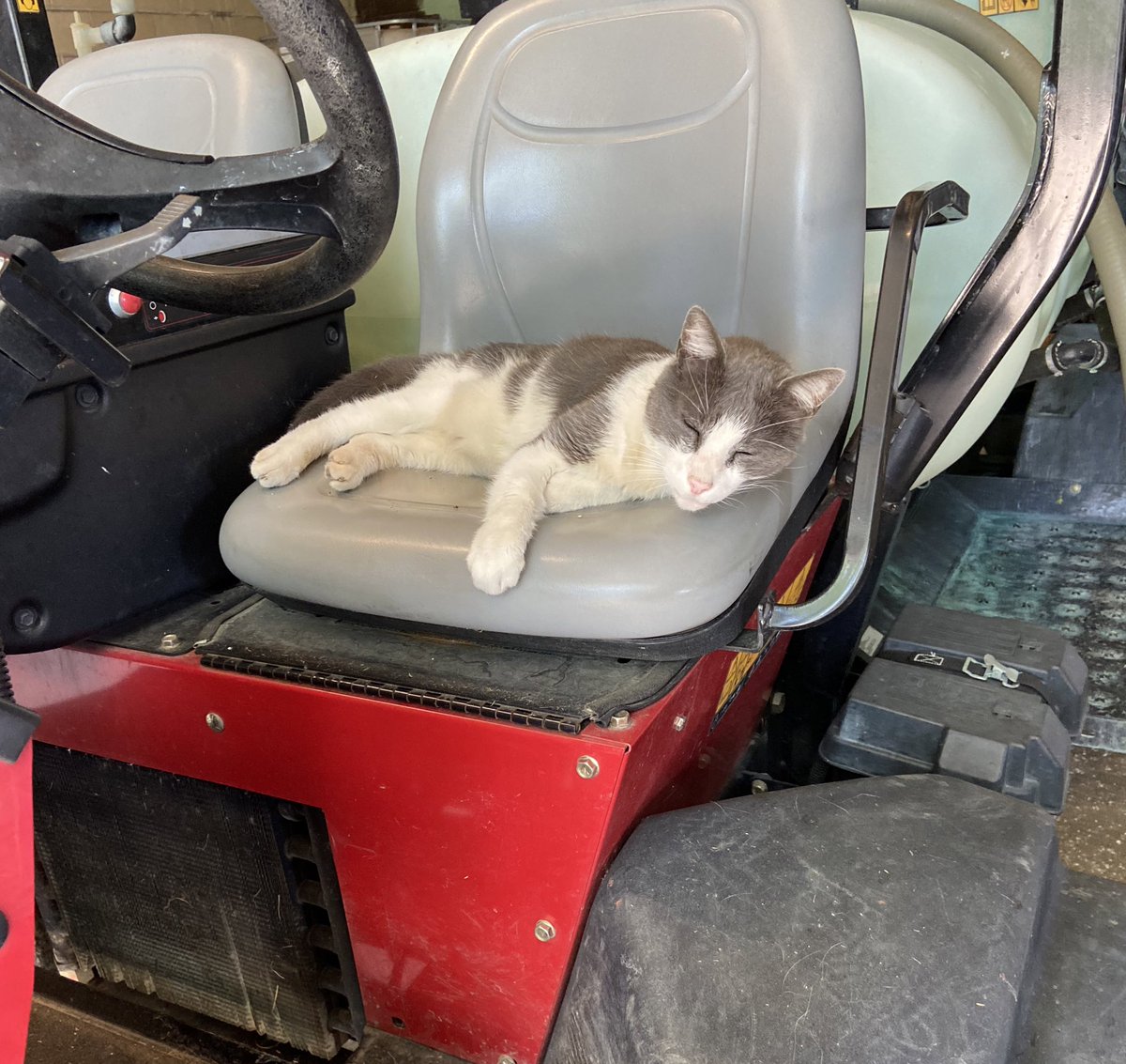 mccarthy_kace's tweet photo. always sleeping on the job
 #turfcat ? https://t.co/o7AFKdYX8i