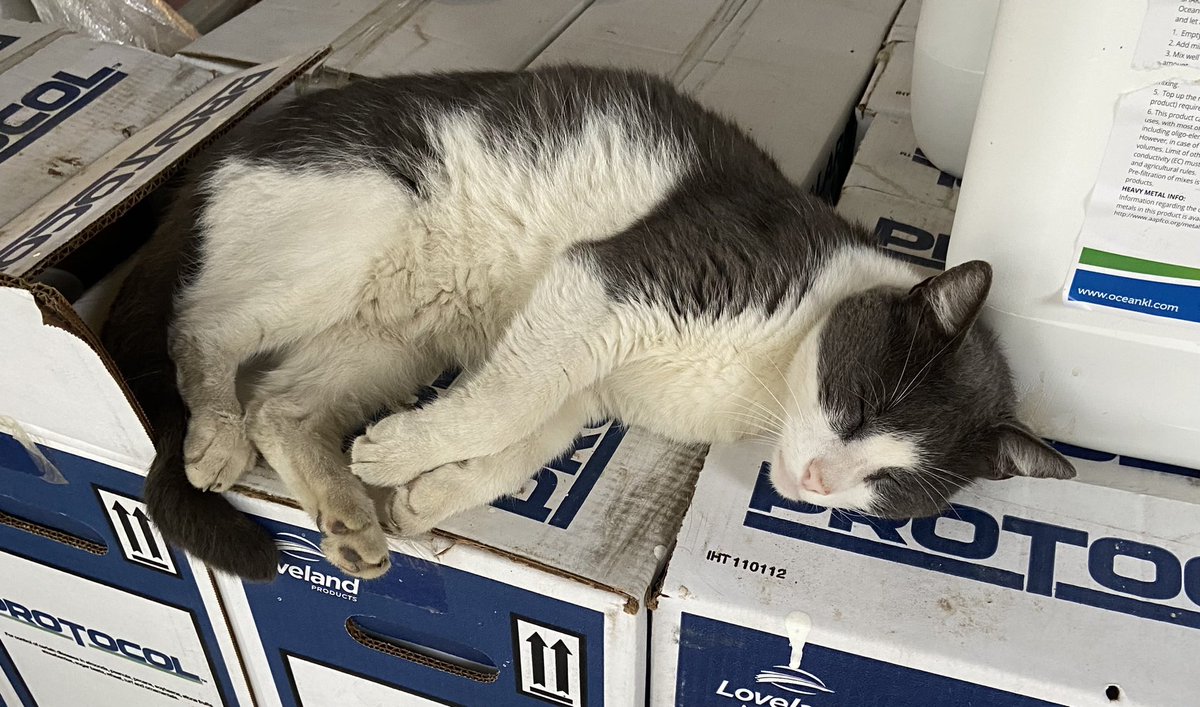 mccarthy_kace's tweet photo. always sleeping on the job
 #turfcat ? https://t.co/o7AFKdYX8i