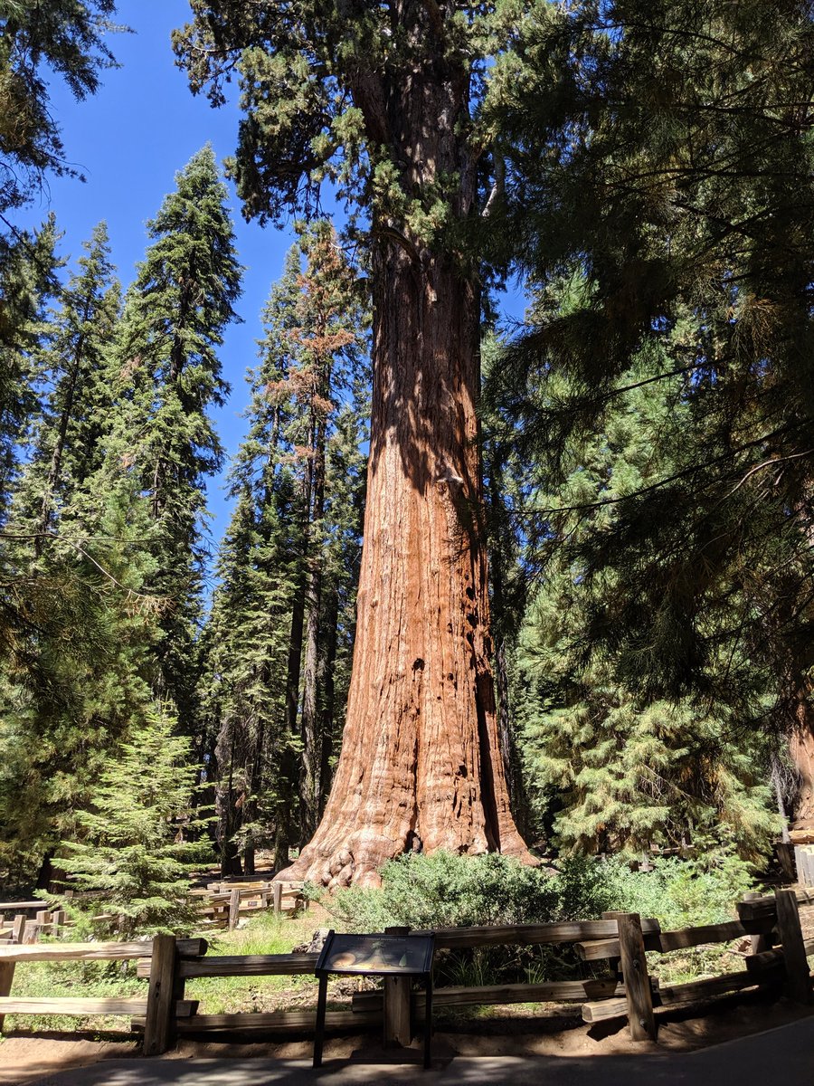 SusanFranco19's tweet photo. @DanRather Sequoia National Park California https://t.co/yRybc5HDt4