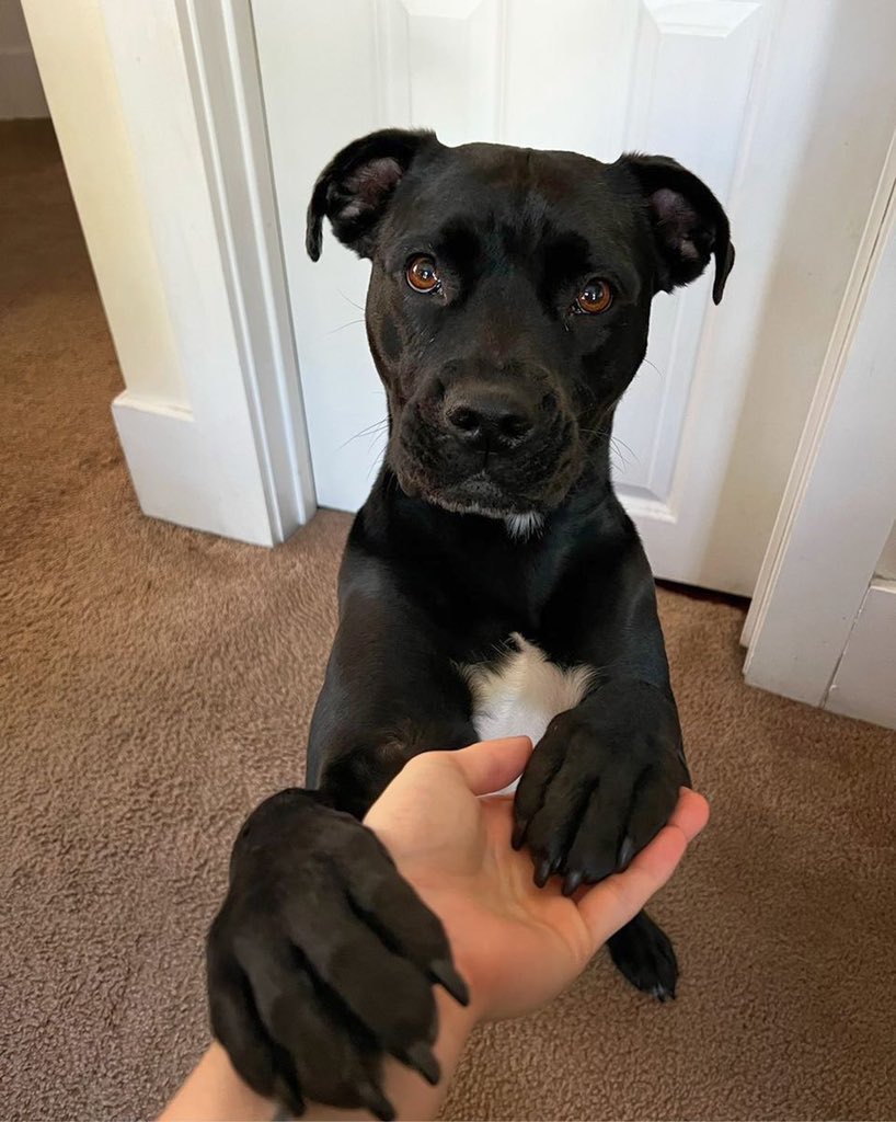 WeRateDogs® on Twitter "Pit bulls have the highest euthanasia rate at