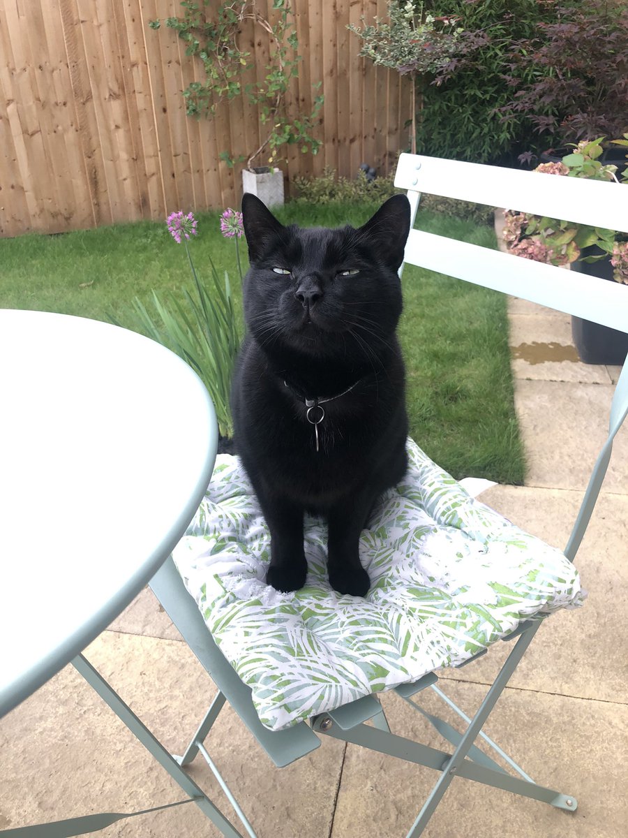 _FionaDearing_'s tweet photo. Handsome boy and fellow gardening companion … although I think he’s snoozing on the job 🐈‍⬛🤔🤣#CatsOfTwitter #BlackCat https://t.co/qJDeEC73jv