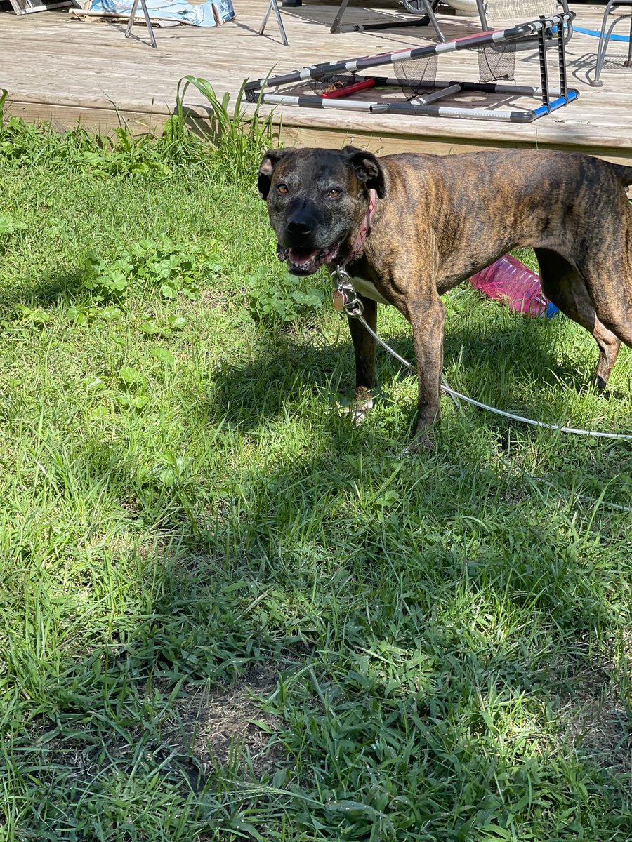 kelcium1's tweet photo. @dog_rates @Trupanion My grumpy old lady, Roxy 🖤 https://t.co/0hhLK7Ja90