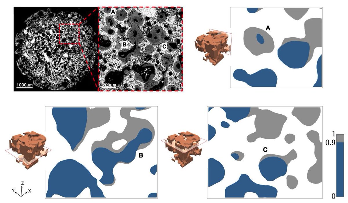 Simulating transport through complex heterogeneous media? Have a need for speed? Take a look at the latest work from Muixí and colleagues exploring transport mediated bone formation!
link.springer.com/article/10.100…