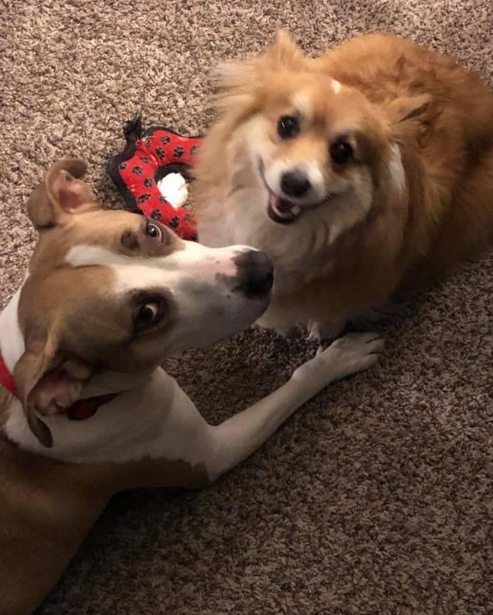 magmo73's tweet photo. @dog_rates @dog_feelings @Trupanion This is my grandpuppy Wrigley with her little sister Elphie before she passed away. She was the best big sister ever! ❤️ https://t.co/cUjvnA2dfi