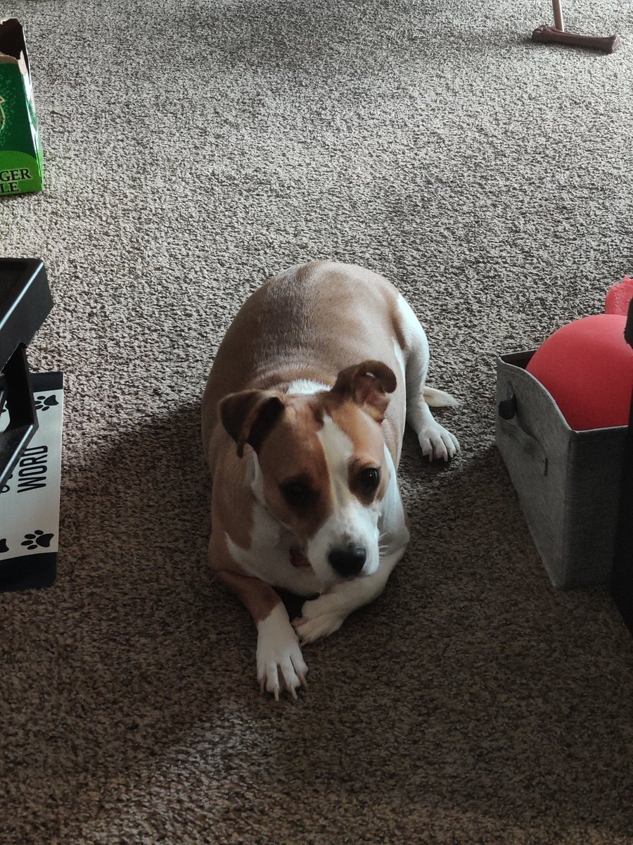 none_better's tweet photo. @dog_rates @Trupanion My ferocious beast 🤣🤣 https://t.co/Q4kyaAaYWC