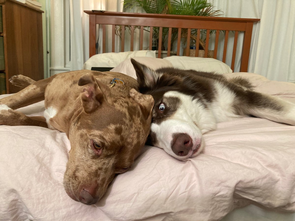 MegMunkacsy's tweet photo. @dog_rates @dog_feelings @Trupanion My two pit bull mixes, Maple &amp; Hobbes, participating in their favorite activity: snuggling. https://t.co/DPCKrX8Q6a