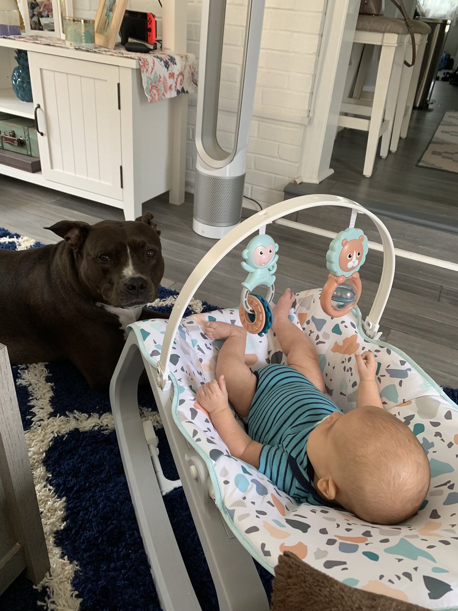 BArnold07's tweet photo. @dog_rates @Trupanion The best big brother ♥️ https://t.co/bOrGHADLv7