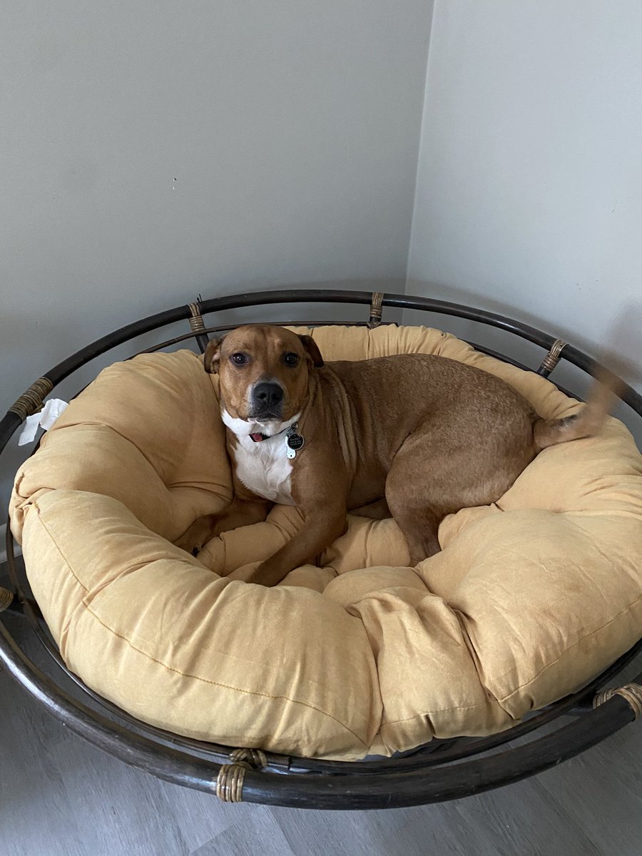 KatlinKendrick's tweet photo. @dog_rates @Trupanion my pit/lab mix loves my papasan chair https://t.co/K0e5QTOLhD
