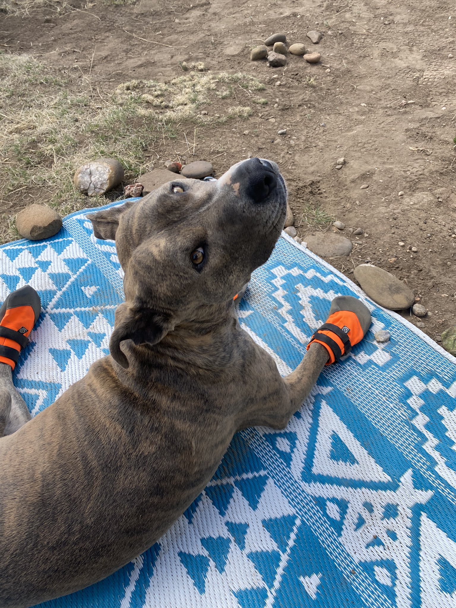 🖤 Rayne 🖤 on Twitter: "@dog_rates @Trupanion My sweet bonded rescued
