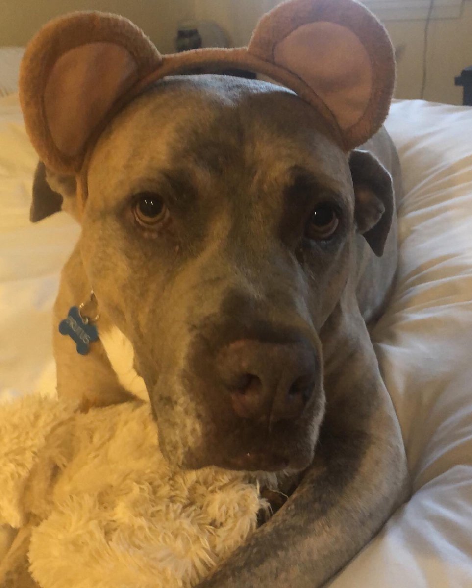 ConorOGrady_'s tweet photo. @dog_rates @Trupanion https://t.co/pVEt3zYZ0z