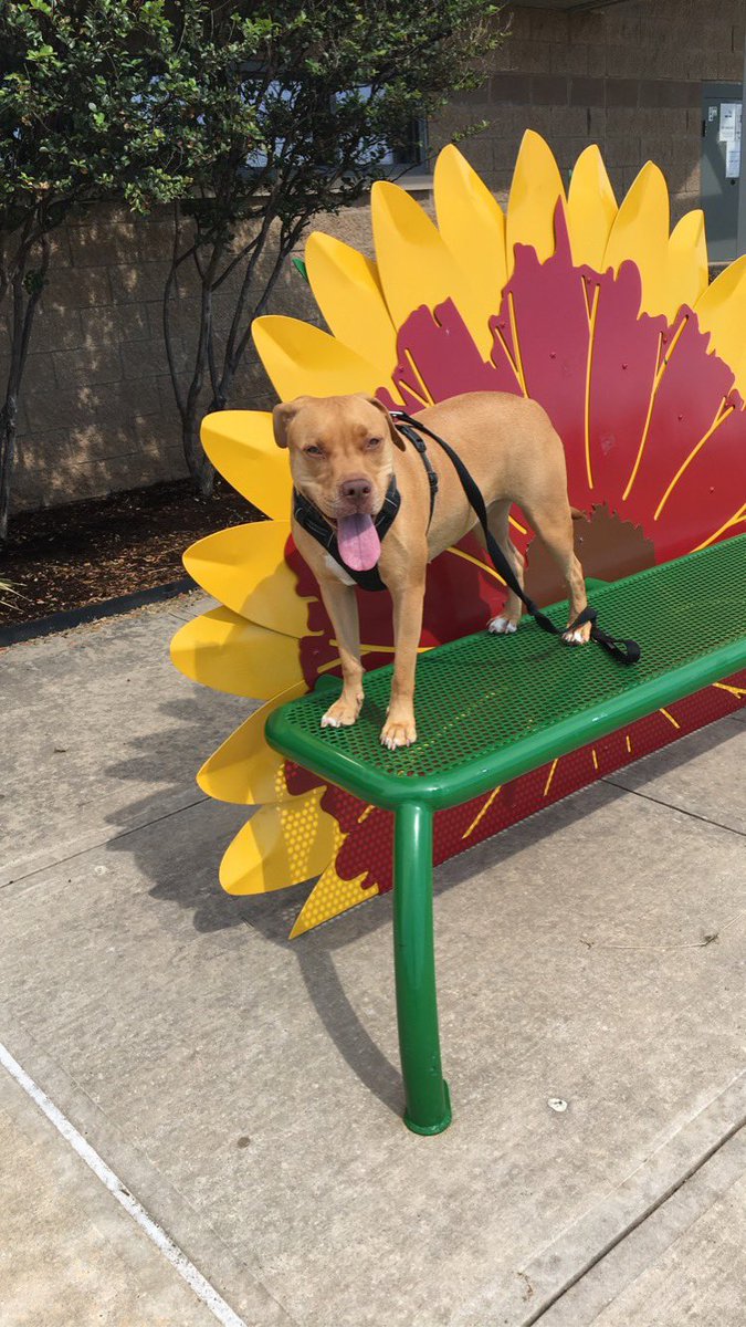 abridgers_smith's tweet photo. @dog_rates @Trupanion https://t.co/oy9Aw4ad6v