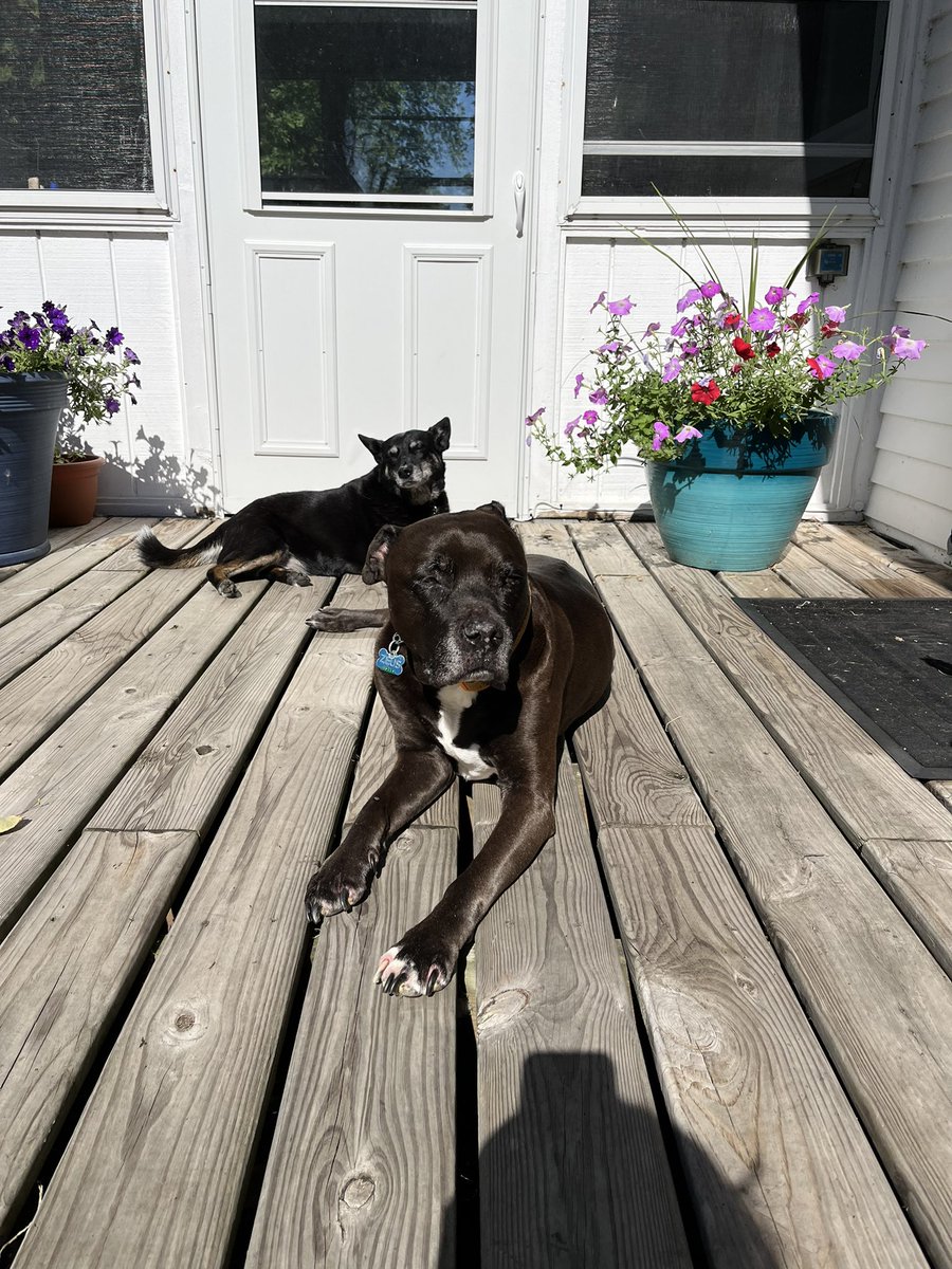 kylerae's tweet photo. @dog_rates @Trupanion Here’s my sweet old man Zeus, he will be 14 years old in October. His favorite past times are snuggling &amp; sunbathing https://t.co/kbIeu4vobp