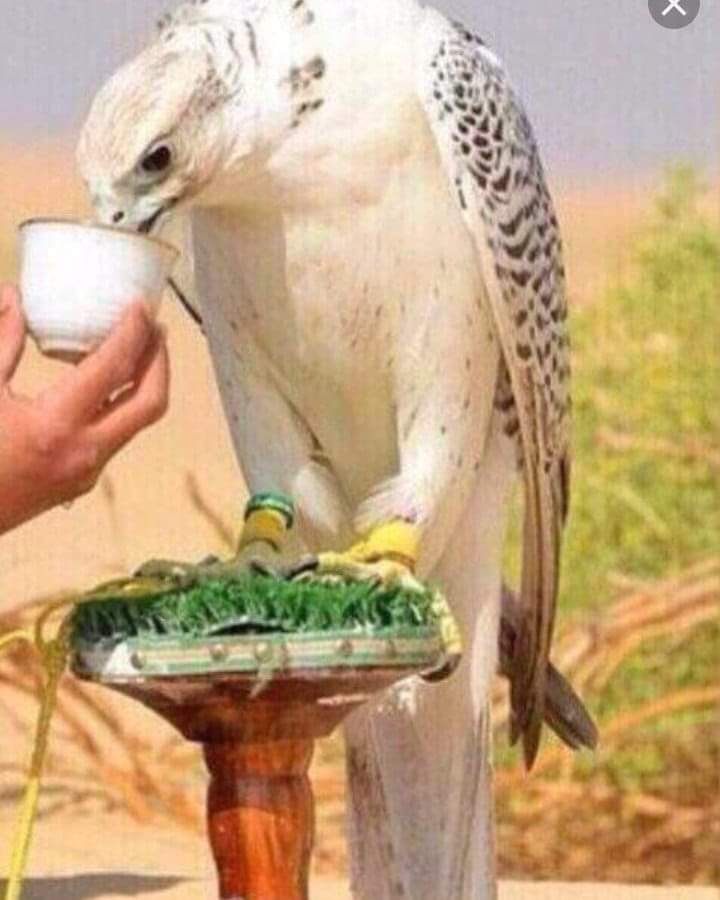 Ala__gbhe1's tweet photo. من طاب طبنا له بكـل الـمـنـاويـل
ومن خاب ترجع خيبته فوق راسه
'
فـي روسنا حكمه وحنكه وتبجيل
وكلا" نفصل فـوق حجمه مقاسـه

ولاكـل برقً لاح يطمع بـه السيـل
تخيب في بعض البروق العساسه

لو زان برقه في نصوب الـمخاييل
قـــاع" يــمــره مـاتـغـيـر يـبـاسه https://t.co/iVAoMH0Ewn