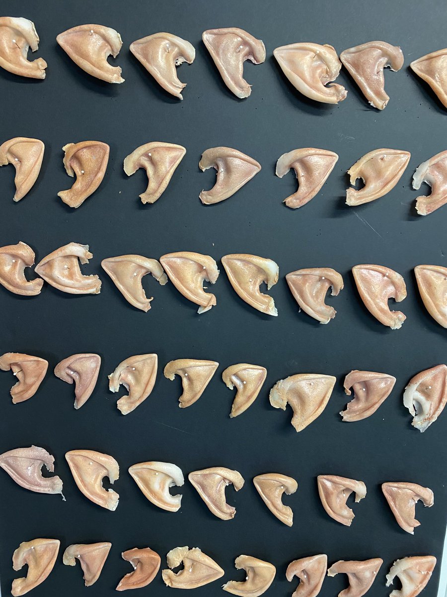 JM_Goldstein's tweet photo. February 2021. Elf ear selection. ⁦⁦@DnDMovie⁩ https://t.co/pmvZ71w1Nk