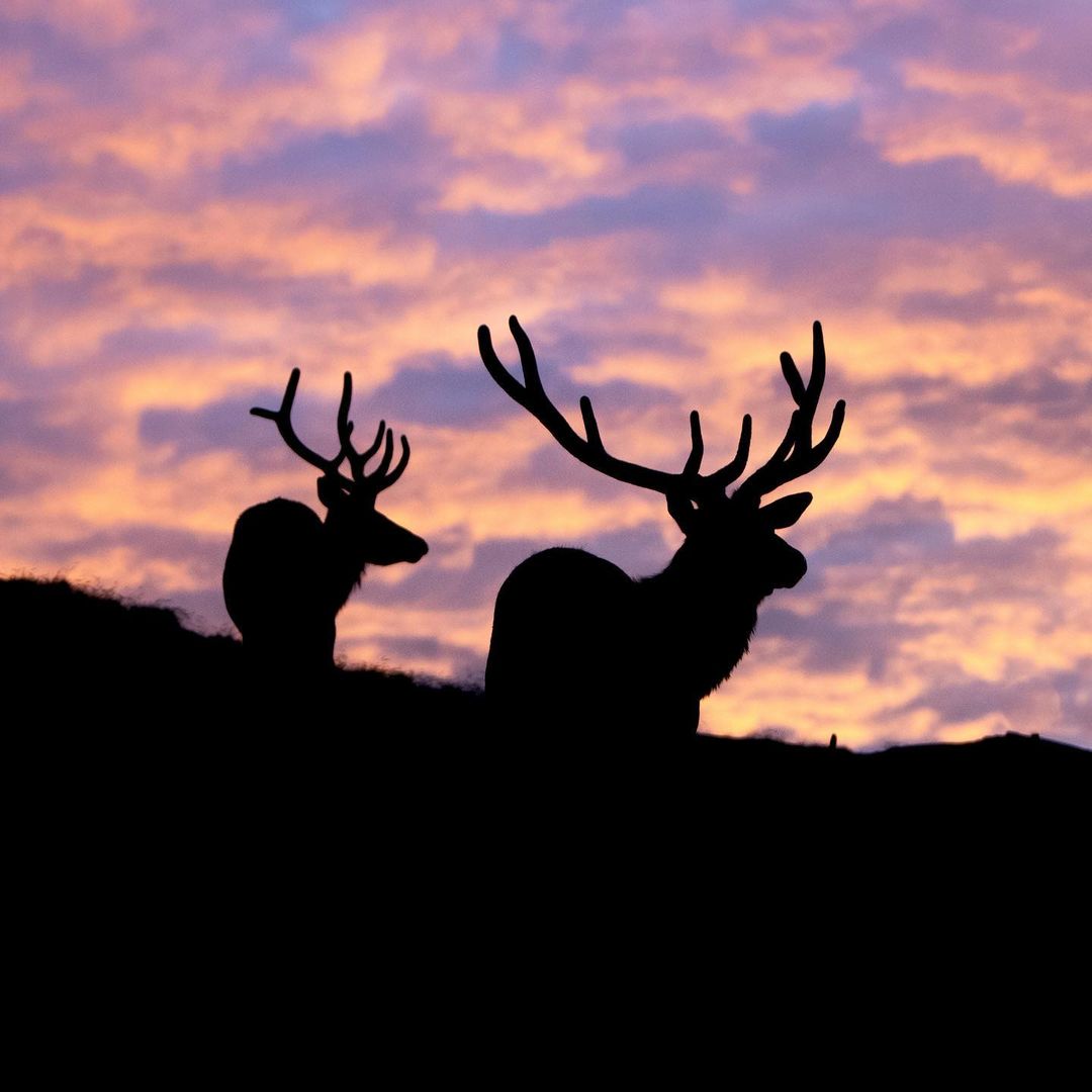 besthunter_life's tweet photo. Silhouette of bulls
. 
. 
Follow us for daily hunting &amp; fishing
content.....
#hunting  #deerhunting #bowhunting #duckhunting #huntingseason #huntinglife #elkhunting https://t.co/jNGot4iLsU