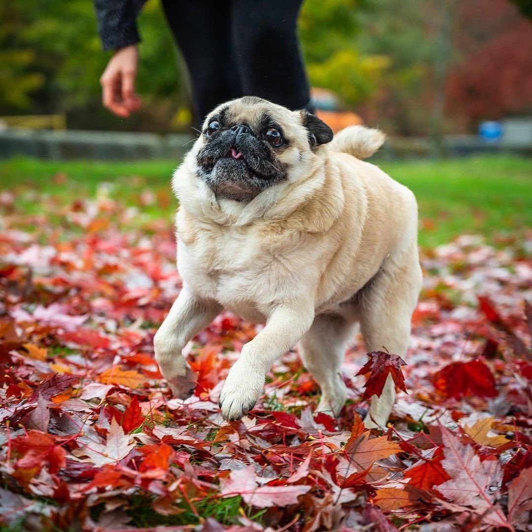 PugMom (@pug_o_holic) on Twitter photo 