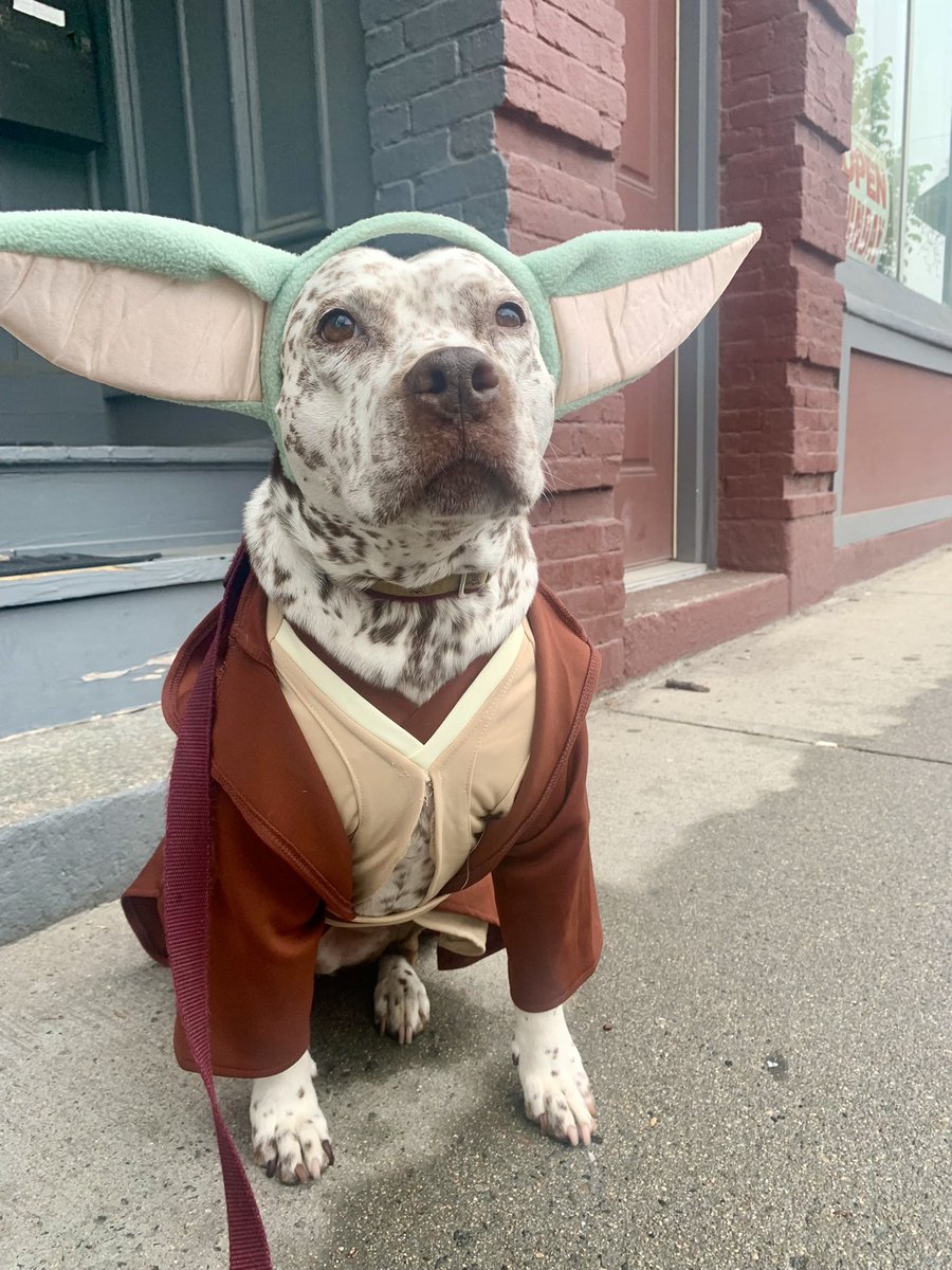 LelainaV's tweet photo. @dog_rates @Trupanion She knows she is everything https://t.co/WwskuG6zr9