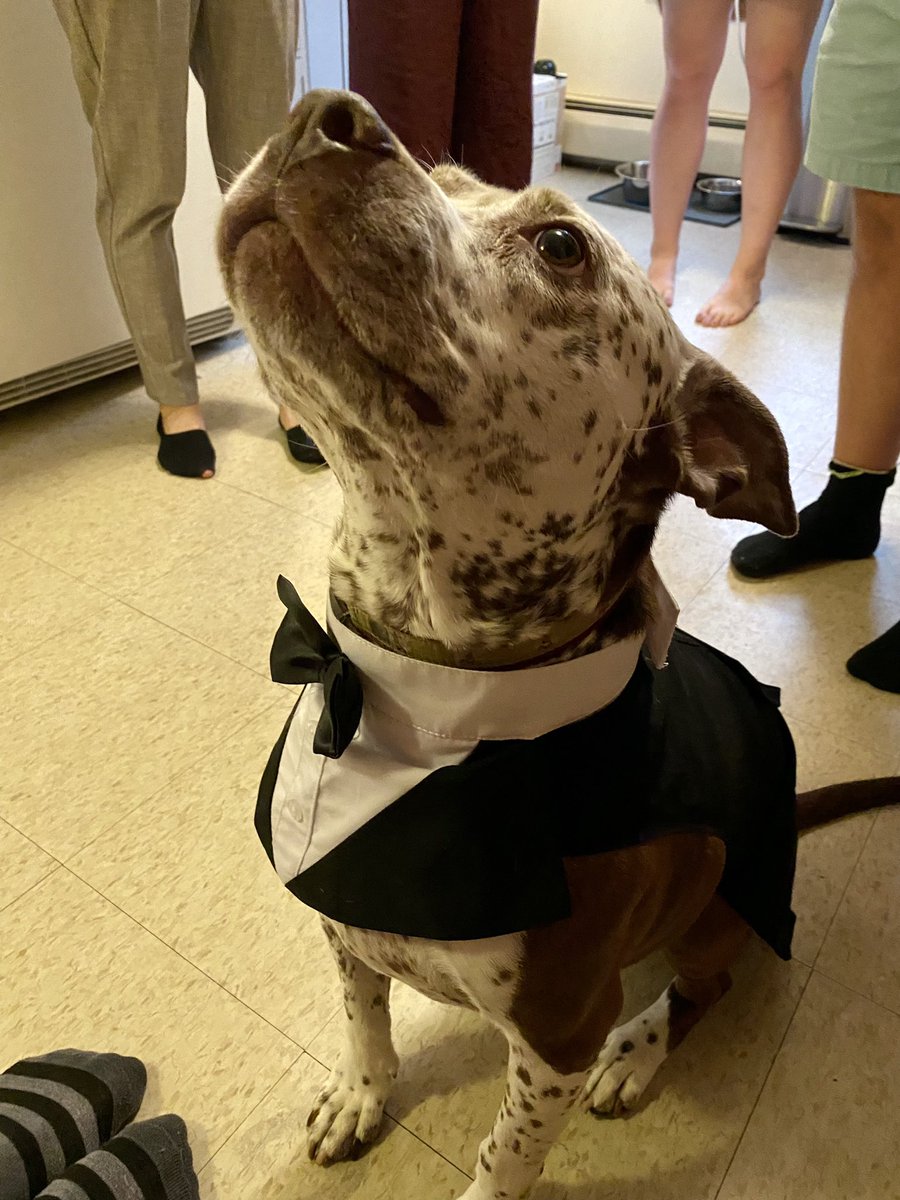 LelainaV's tweet photo. @dog_rates @Trupanion She knows she is everything https://t.co/WwskuG6zr9
