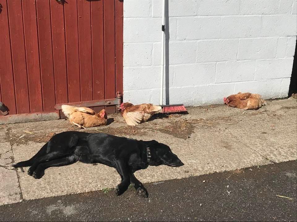 😴😴😴 #sleep #dogs #chickens #nature #naturephotography #wildlife #wildlifephotography #marshlands #sun #summer #holidays #marshlandslakesidenatureretreat