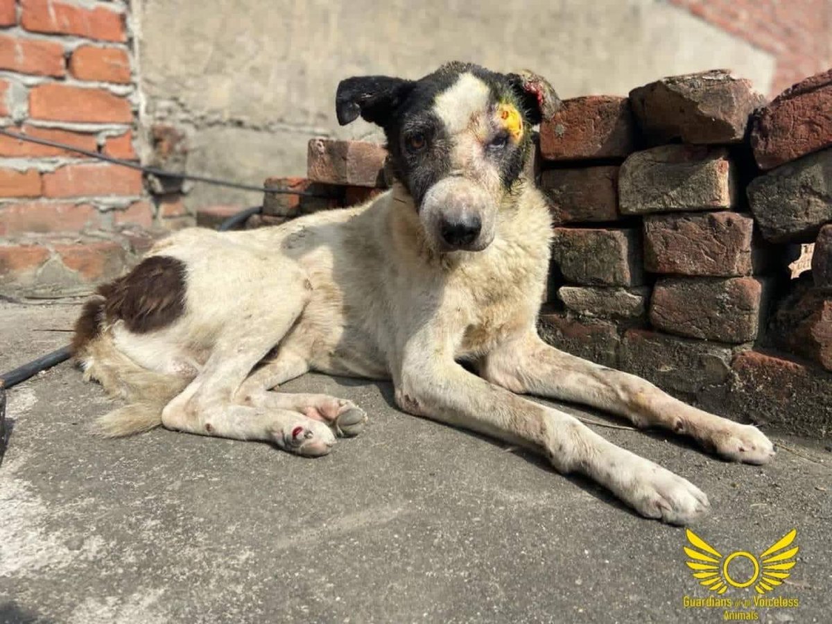 GuardiansVoice's tweet image. Raju ! 

Complete story (Facebook):

facebook.com/19035716115152…

Complete story (Instagram):

instagram.com/p/Ch2Y4ObDi_z/…