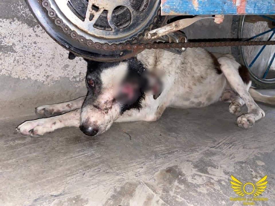 GuardiansVoice's tweet image. Raju ! 

Complete story (Facebook):

facebook.com/19035716115152…

Complete story (Instagram):

instagram.com/p/Ch2Y4ObDi_z/…