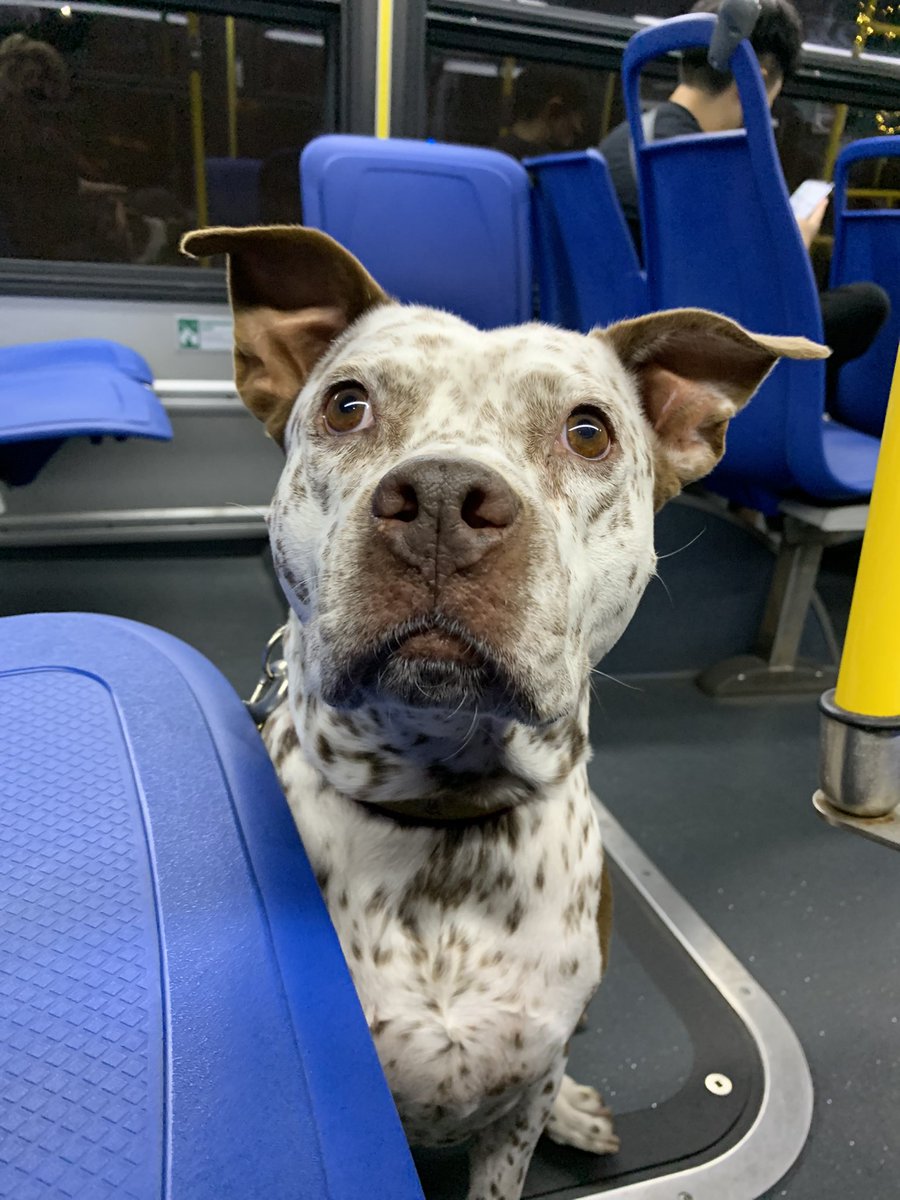 LelainaV's tweet photo. This is Honey, my perfect pitbull mix. Her favorite thing to do on walks is say hi to little kiddos by falling over in front of them for belly rubs. She is the gentlest, sweetest girl. https://t.co/0WLRFJiMEC