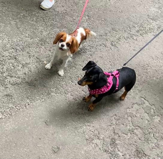 Getting on with the parents’ new dog like a house on fire…!

#dogs #Dachshunds #cavalier