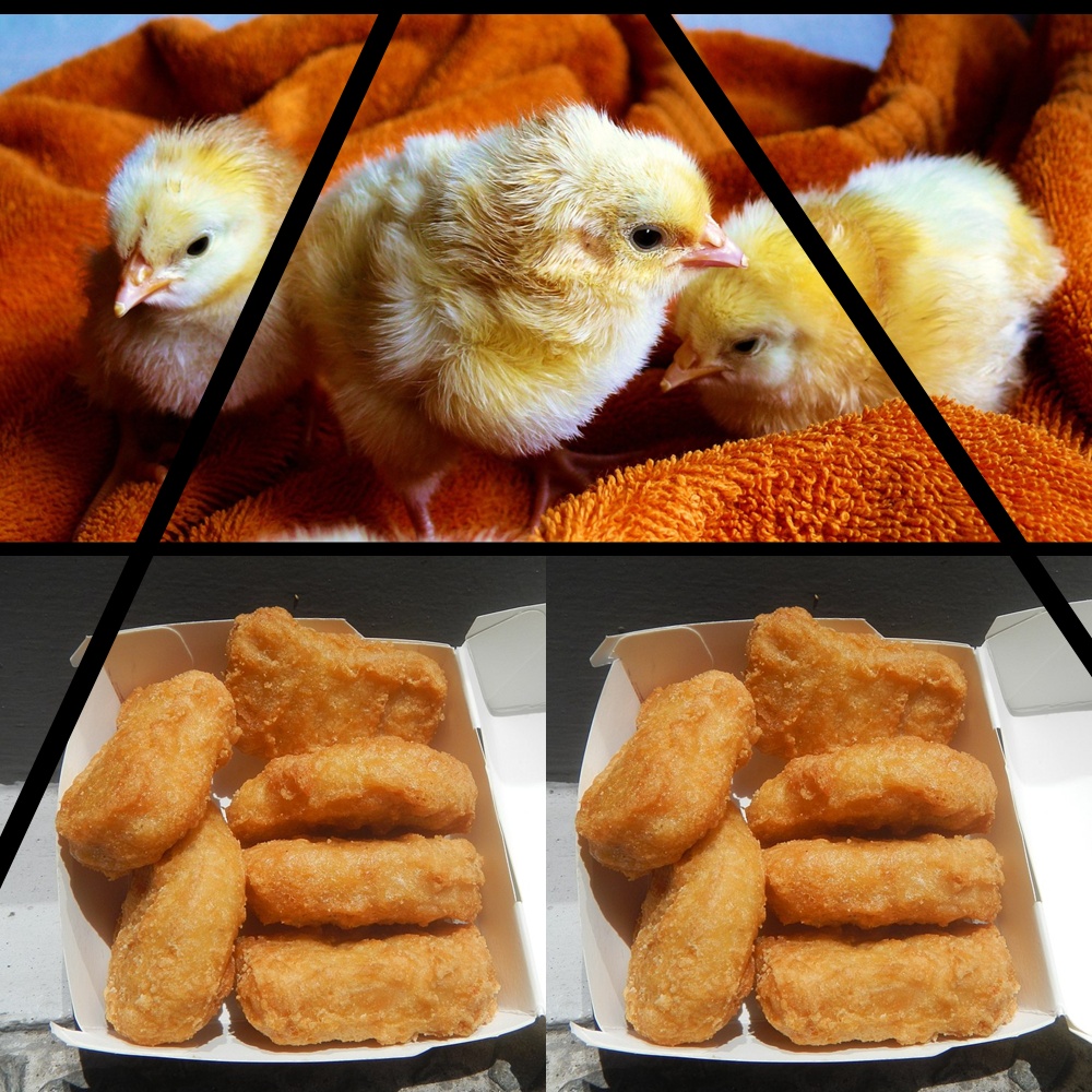 #chicken