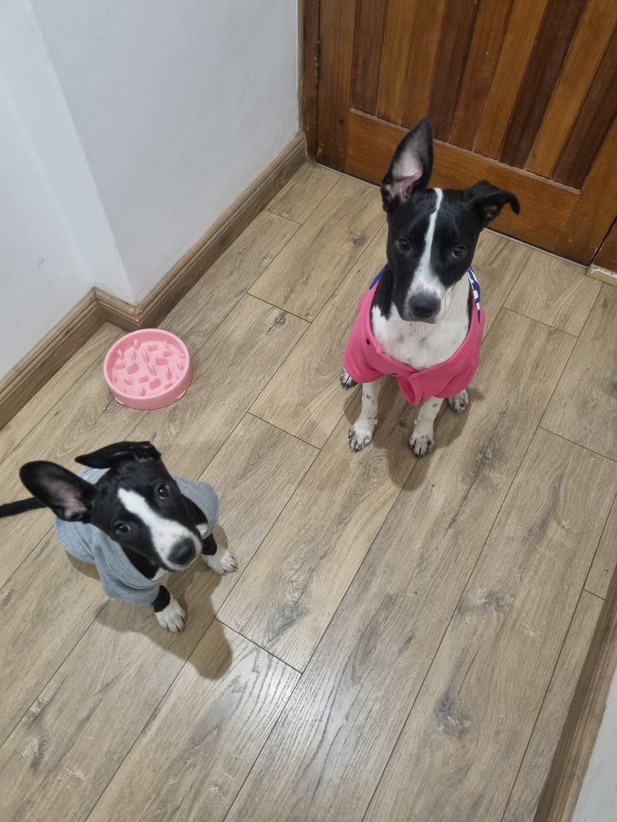 MissNicee's tweet photo. @dog_rates @Trupanion My beautiful pittie mix babies🥺🥺🥺 https://t.co/tgj7Rn4CJt