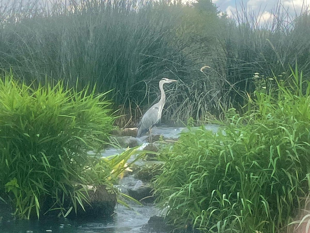 Scott_Dutton's tweet image. Some paddle boarding fun today. #beardedboarder