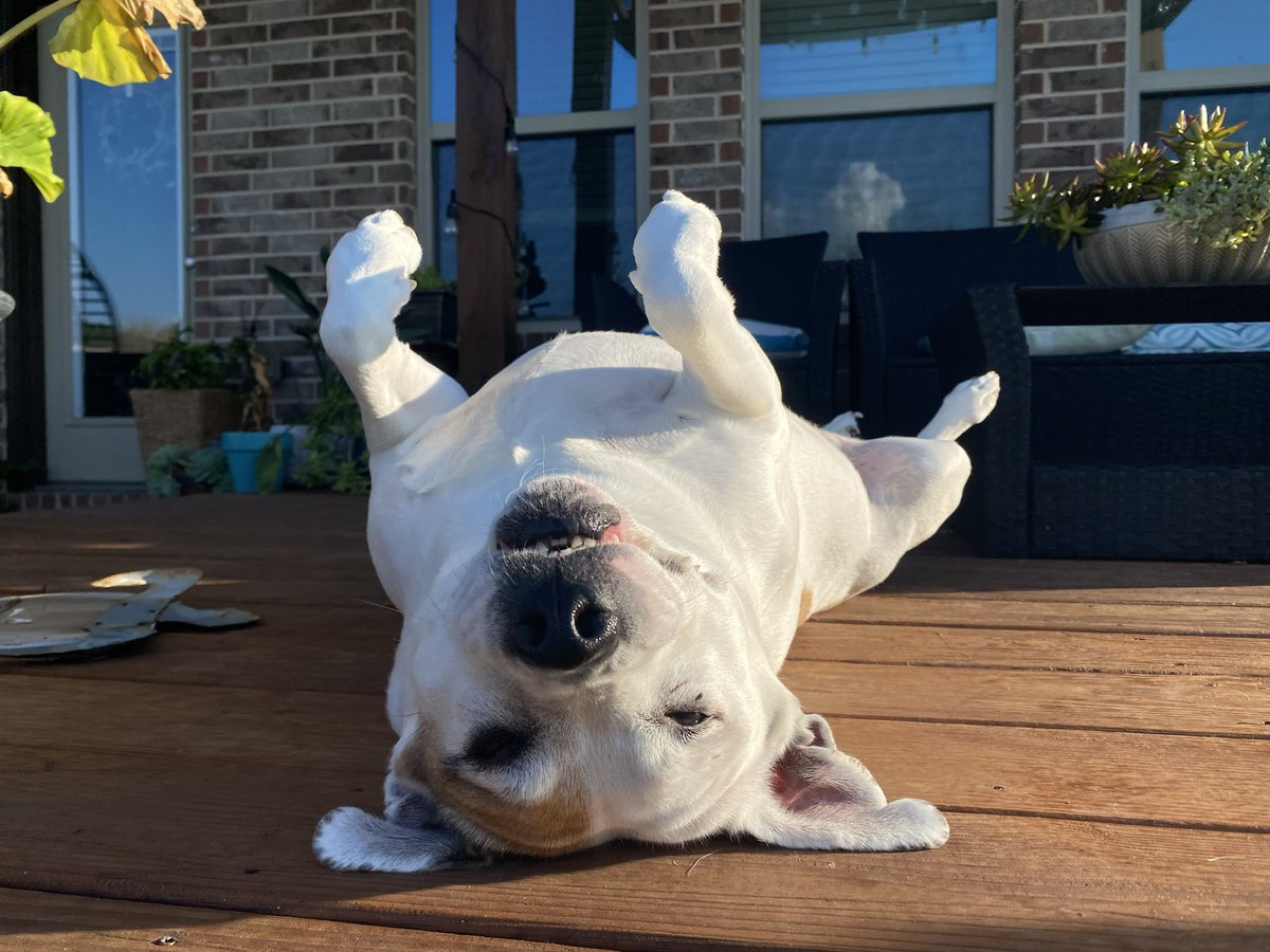 DarbyCruz's tweet photo. @dog_rates @Trupanion This is Cali. Part pit, part pointer, pure sweetness. She’s a Harvey rescue but truly, she rescued me ❤️. https://t.co/HaVgraBBCU