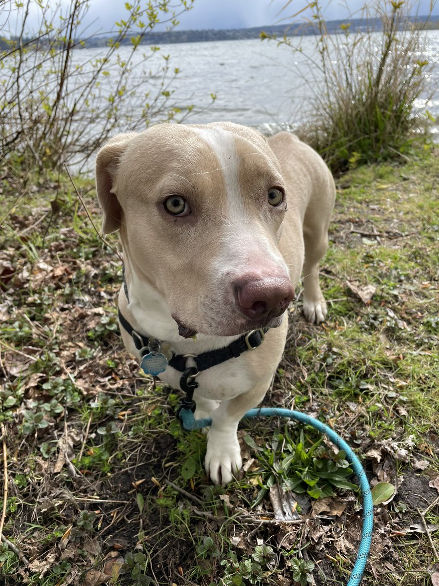 pegjarr's tweet photo. @dog_rates @Trupanion Declan loves snuggles, people, toys, and cheese. He’s the best companion! https://t.co/oORR3Y8wNe