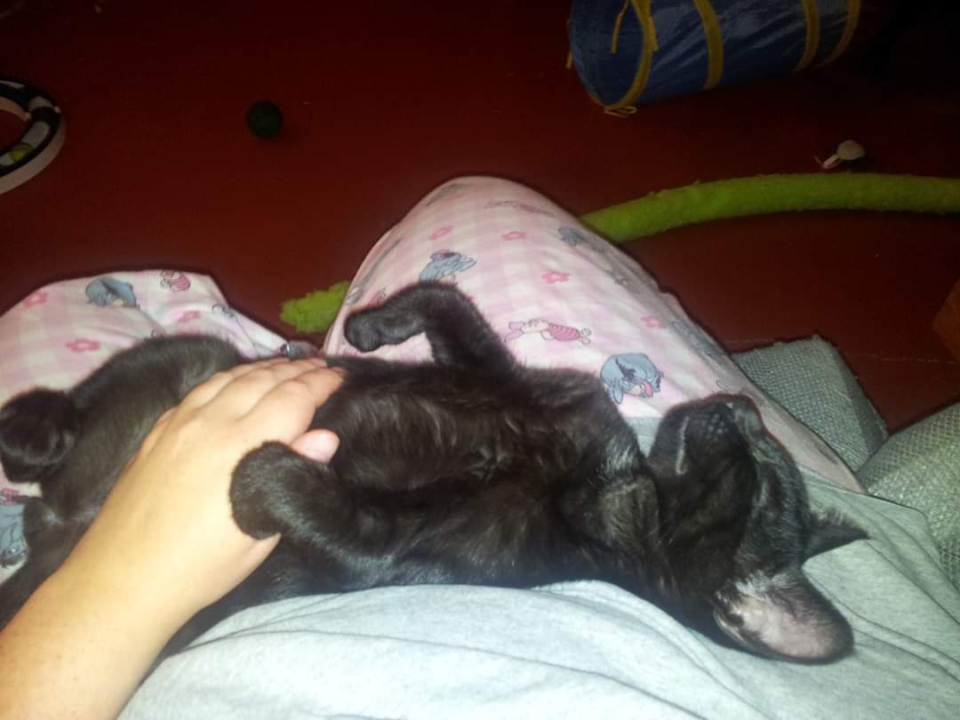 SebbiesCat's tweet image. Today is Winston's gotcha day! Humom says that it's been 9 years since she brought him home. #gotchaday #CatsOfTwitter