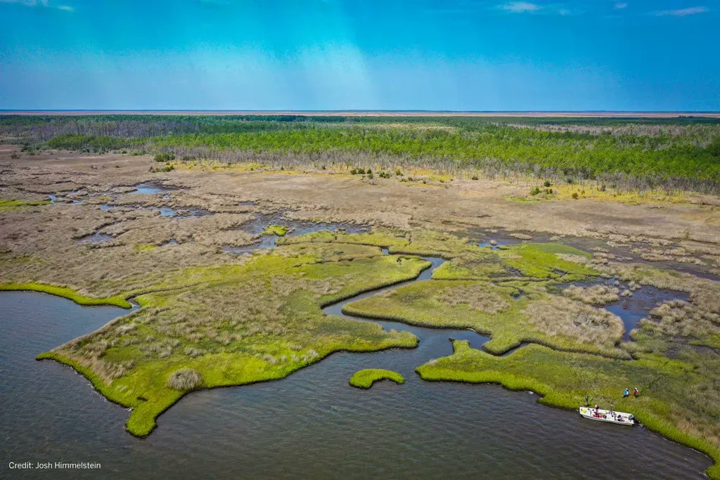 Salt #marshes are a sought-after habitat for carbon credits, but varying accumulation rates make quantification difficult. New research helps make C credit calculations more accurate. buff.ly/3wDqxJN <a href="/nathan_mctigue/">Nathan McTigue</a> @MollyBost @ceebeee11 <a href="/AntonioBRodrig/">Antonio B Rodriguez</a> <a href="/NatureComms/">Nature Communications</a>