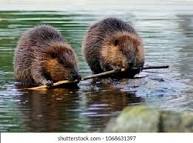 Joe_Marcincuk's tweet photo. #SignsYouShouldBeSingle Animals that mate for life give you the willies @WhatTheForkTgz @Acidic_Blonde https://t.co/FKWqWykS3x