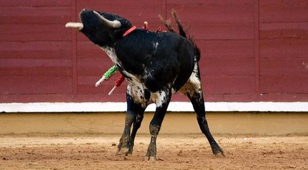 SanAntitaurino's tweet photo. Hola @sansecomunica
¿No os da vergüenza subvencionar y patrocinar una #becerrada?
¿Donde esta la "cultura y diversión" en un evento donde crias de menos de 2 años sufren y cuyo final es la muerte?
#BastaBecerradas #TauromaquiaEsViolencia
#TauromaquiaAbolición #SanseAntitaurino https://t.co/v8ew2lPaWX